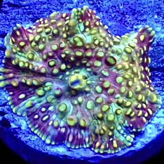 WYSIWYG 35i Lava Lamp Mushroom