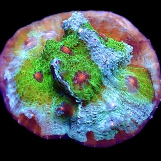 WYSIWYG 12K Avatar Chalice Frag Extra Large