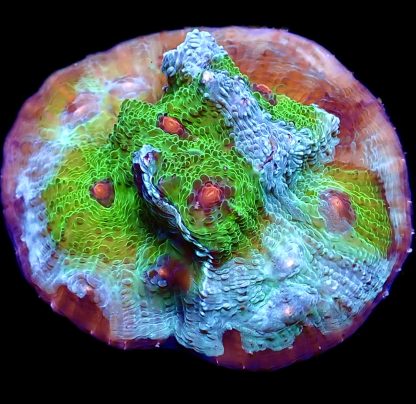 WYSIWYG 12K Avatar Chalice Frag Extra Large