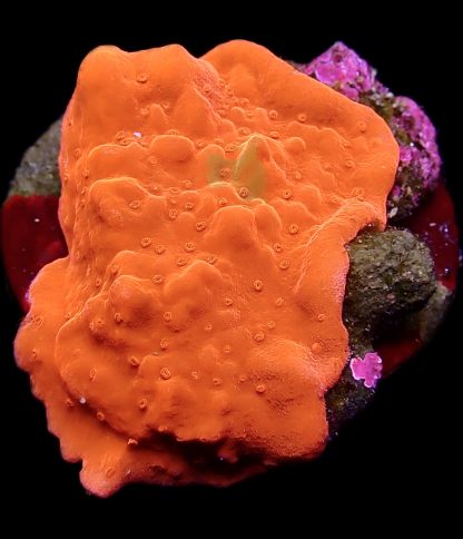 WYSIWYG 19A Red Montipora Setosa Frag Large