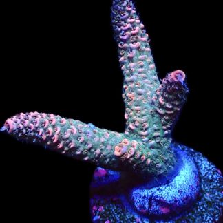 WYSIWYG 22E Acropora Millepora Frag
