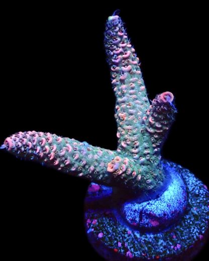 WYSIWYG 22E Acropora Millepora Frag
