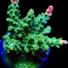WYSIWYG 21C Bubblebath Unicorn Acropora Large