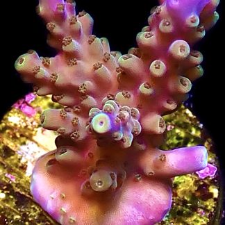 WYSIWYG 13F Magic Magenta Acropora Frag
