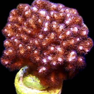 WYSIWYG 23i Cherry Tree Pocillopora Cultured Colony