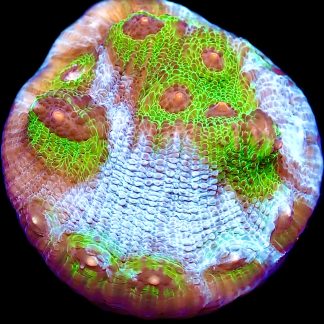 WYSIWYG 17K Avatar Chalice Frag Large