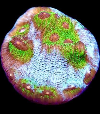 WYSIWYG 17K Avatar Chalice Frag Large
