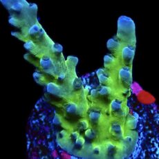 WYSIWYG 18C Electric Miyagi Tort Acropora Frag