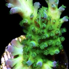 WYSIWYG M3 Violet Venom Acropora Frag