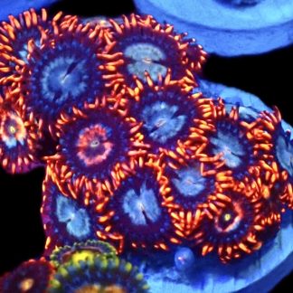 WYSIWYG Zoanthid Frag C33