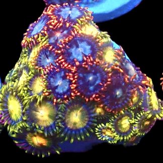 WYSIWYG Zoanthid Frag C40