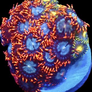 WYSIWYG Zoanthid Frag C43