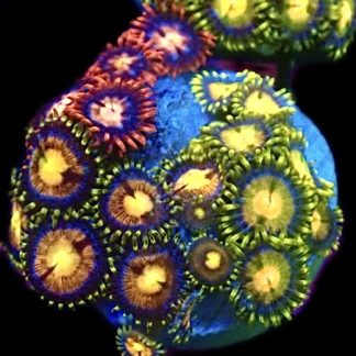 WYSIWYG  Zoanthid Frag C47