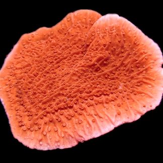 WYSIWYG 7E Orange Plating Montipora Frag