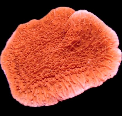 WYSIWYG 7E Orange Plating Montipora Frag