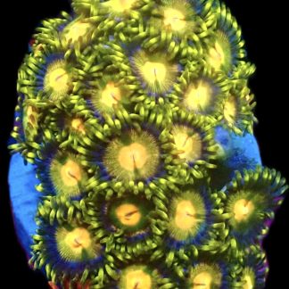 WYSIWYG  Zoanthid Frag C48