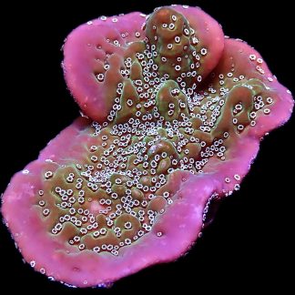WYSIWYG 8G Montipora Undata Extra Large Frag