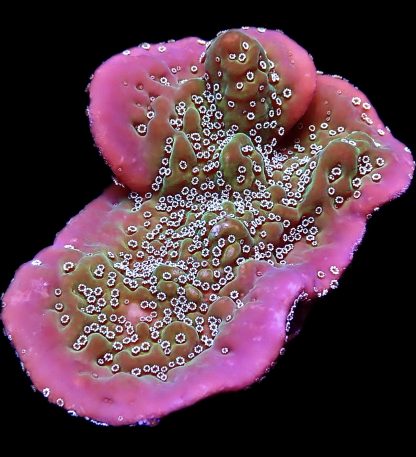 WYSIWYG 8G Montipora Undata Extra Large Frag