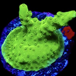 WYSIWYG 18H Rainbow Loom Acropora