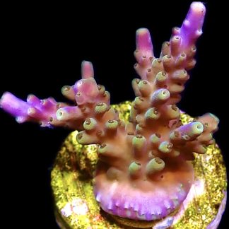 WYSIWYG 19F Magic Magenta Acropora Frag