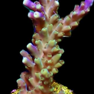 WYSIWYG 24E Magic Magenta Acropora Frag Extra Large