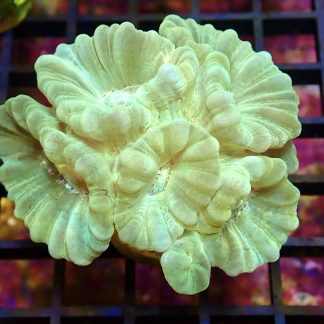 WYSIWYG 30A Mint Candy Cane Colony