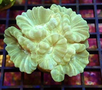 WYSIWYG 30A Mint Candy Cane Colony