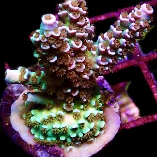 WYSIWYG 12G Wild Heather Acropora Tenius Large