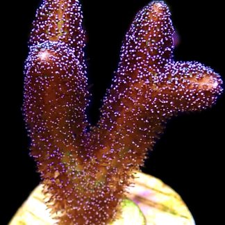 WYSIWYG 22C Bird Of Paradise Seriatopora