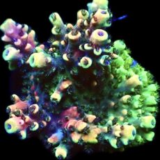 WYSIWYG 24G Pink Cadillac Acropora Extra Large