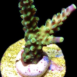 WYSIWYG 8H Joker Acropora Frag
