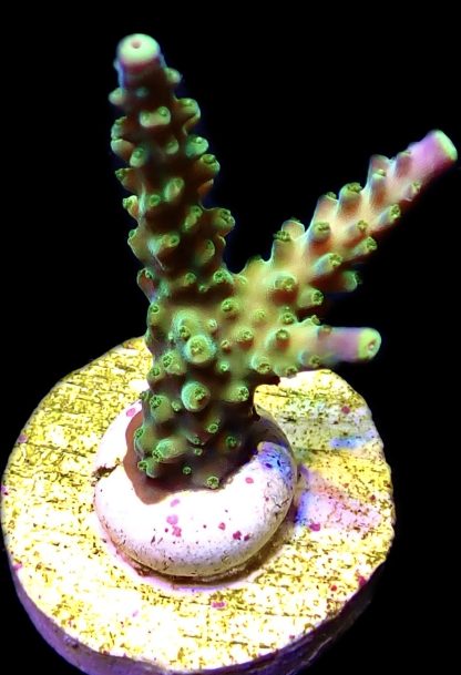 WYSIWYG 8H Joker Acropora Frag
