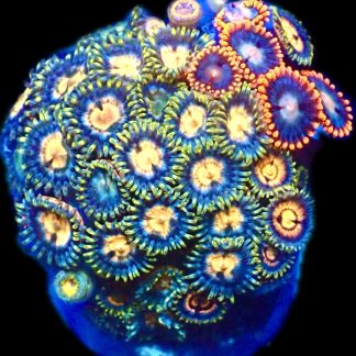 WYSIWYG Zoanthid Frag R12