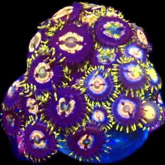 WYSIWYG Zoanthid Frag C39