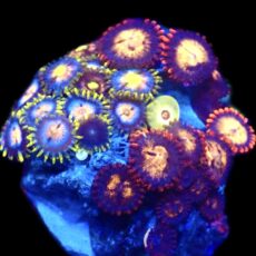 WYSIWYG Zoanthid Frag C41