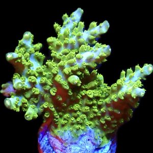 WYSIWYG 24A Lemon Slimer Acropora Frag Extra Large