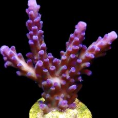 WYSIWYG 22F Electric Miyagi Tort Acropora Frag Large