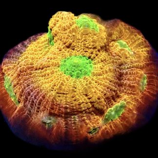 WYSIWYG 11K House Of Horror Chalice Frag Extra Large