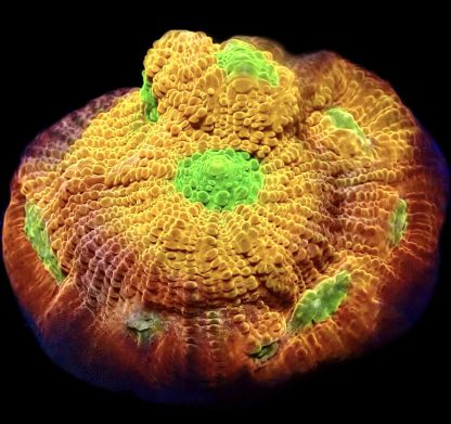 WYSIWYG 11K House Of Horror Chalice Frag Extra Large