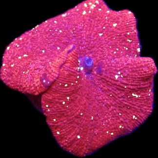 WYSIWYG 33A Flaming Hot Red / Yellow Spot Mushroom