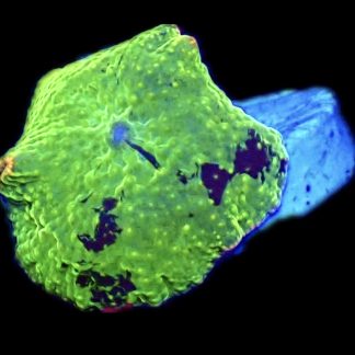 WYSIWYG T1 Jawbreaker Mushroom