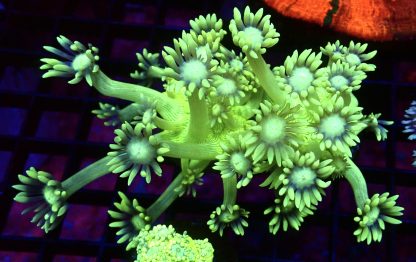 WYSIWYG T2 Ultra Lemon/Lime Goniopora Frag