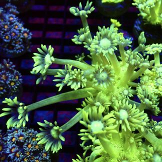 WYSIWYG T3 Ultra Lemon/Lime Goniopora Frag
