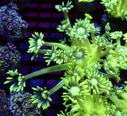 WYSIWYG T3 Ultra Lemon/Lime Goniopora Frag
