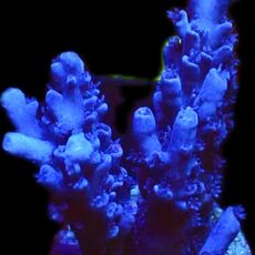 WYSIWYG M4 Blue Curacao Acropora