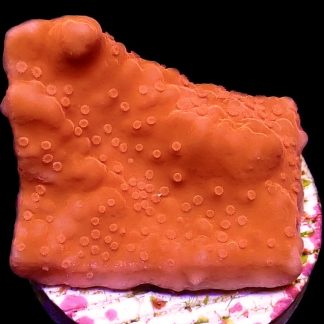 WYSIWYG 10F Red Montipora Setosa Frag