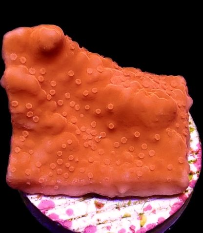 WYSIWYG 10F Red Montipora Setosa Frag
