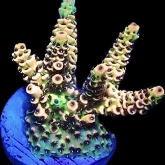 WYSIWYG 8H Rainbow Millepora Frag