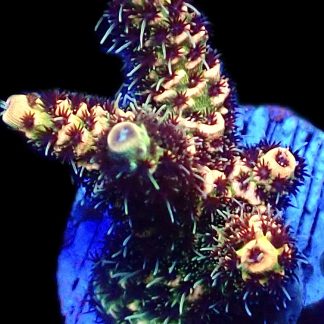 WYSIWYG 12E Rainbow Acropora Millepora Frag
