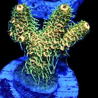 WYSIWYG 14i Acropora Millepora Frag